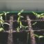 LED lempos augalams - žiemos sodininkystei